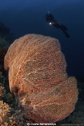 Gorgonian by Oxana Kamenskaya 